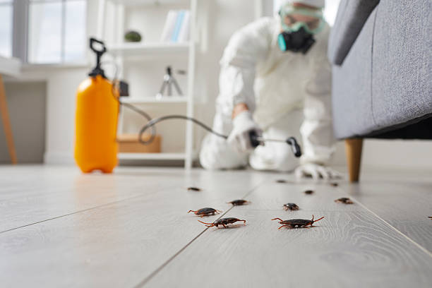 Commercial Kitchen Cockroach Control in Phillips